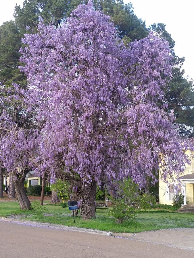 Spahn House Bed And Breakfast Senatobia Luaran gambar